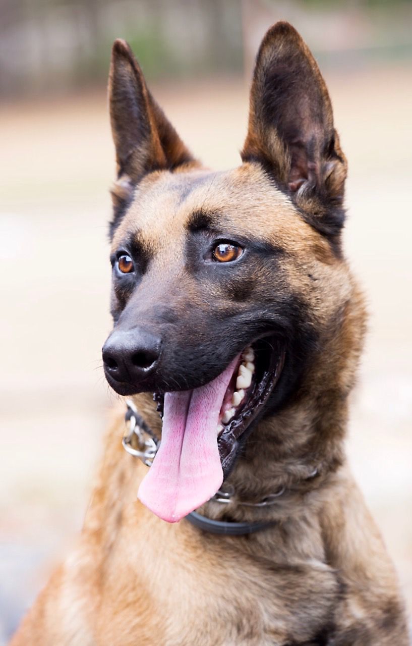 Pluto the police dog dies in Merrimack